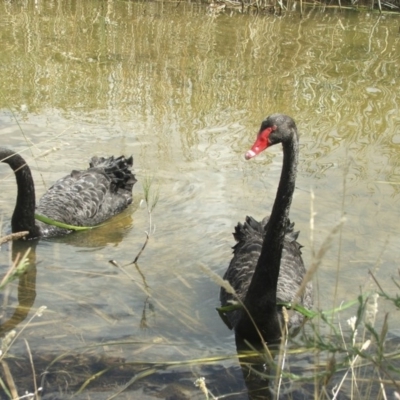 Cygnus atratus (Black Swan) at Lake Burley Griffin West - 21 Jan 2006 by AlisonMilton