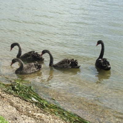 Cygnus atratus (Black Swan) at Mount Ainslie to Black Mountain - 21 Jan 2006 by AlisonMilton