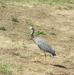 Egretta novaehollandiae (White-faced Heron) at Acton, ACT - 21 Jan 2006 by AlisonMilton