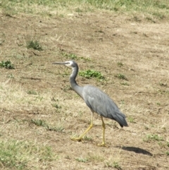 Egretta novaehollandiae (White-faced Heron) at Lake Burley Griffin West - 21 Jan 2006 by Alison Milton