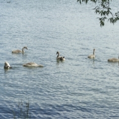 Cygnus atratus (Black Swan) at Mount Ainslie to Black Mountain - 21 Jan 2006 by AlisonMilton