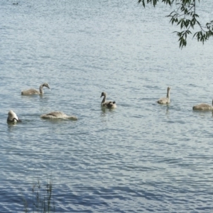 Cygnus atratus at Acton, ACT - 21 Jan 2006