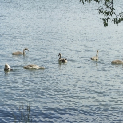 Cygnus atratus (Black Swan) at Acton, ACT - 21 Jan 2006 by AlisonMilton