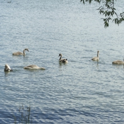 Cygnus atratus (Black Swan) at Lake Burley Griffin West - 21 Jan 2006 by AlisonMilton