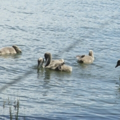 Cygnus atratus at Acton, ACT - 21 Jan 2006