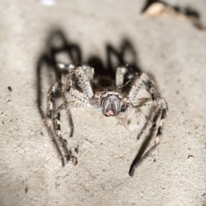 Neosparassus calligaster at Higgins, ACT - 11 Jul 2020