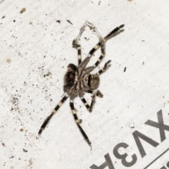 Neosparassus calligaster at Higgins, ACT - 11 Jul 2020