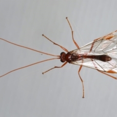 Megaceria sp. (genus) (Ctenopelmatinae parasitic wasp) at Ainslie, ACT - 14 Jul 2020 by jb2602