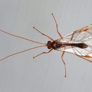 Megaceria sp. (genus) at Ainslie, ACT - 14 Jul 2020