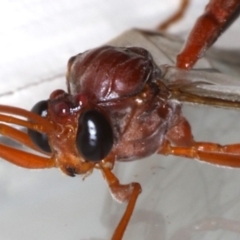 Megaceria sp. (genus) at Ainslie, ACT - 14 Jul 2020