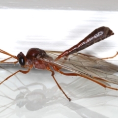 Megaceria sp. (genus) at Ainslie, ACT - 14 Jul 2020