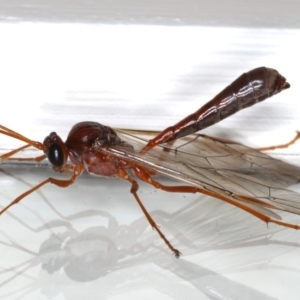 Megaceria sp. (genus) at Ainslie, ACT - 14 Jul 2020 11:27 PM