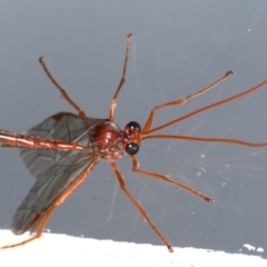 Megaceria sp. (genus) at Ainslie, ACT - 14 Jul 2020 11:27 PM