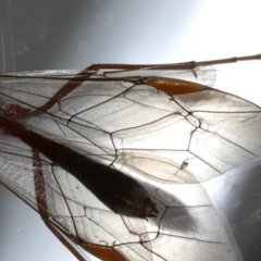 Megaceria sp. (genus) at Ainslie, ACT - 14 Jul 2020