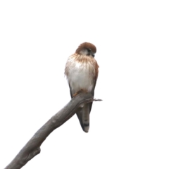 Falco cenchroides (Nankeen Kestrel) at Moruya, NSW - 12 Jul 2020 by jb2602