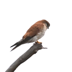 Falco cenchroides at Moruya, NSW - 12 Jul 2020