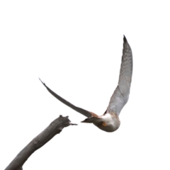 Falco cenchroides at Moruya, NSW - 12 Jul 2020 12:04 PM