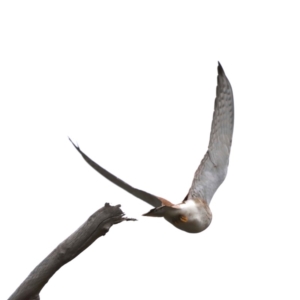 Falco cenchroides at Moruya, NSW - 12 Jul 2020 12:04 PM