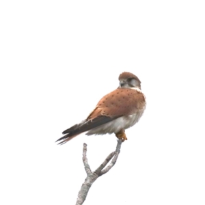 Falco cenchroides at Moruya, NSW - 12 Jul 2020 12:04 PM