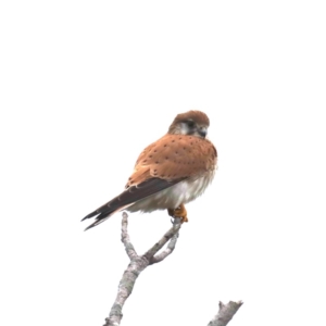 Falco cenchroides at Moruya, NSW - 12 Jul 2020