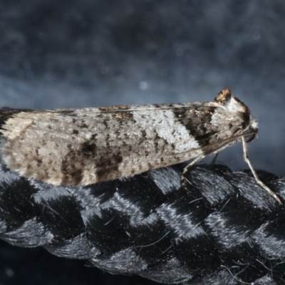 Lepidoscia heliochares (Lepidoscia heliochares) at Congo, NSW - 11 Jul 2020 by jb2602