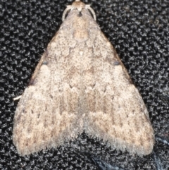 Mimaglossa nauplialis (Mimaglossa nauplialis) at Congo, NSW - 11 Jul 2020 by jb2602