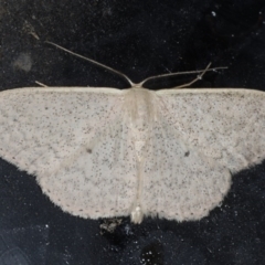 Scopula optivata (Varied Wave) at Congo, NSW - 11 Jul 2020 by jb2602