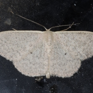 Scopula optivata at Congo, NSW - 11 Jul 2020 10:50 PM