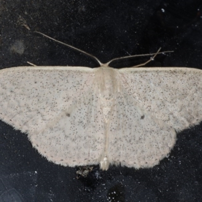 Scopula optivata (Varied Wave) at Congo, NSW - 11 Jul 2020 by jbromilow50