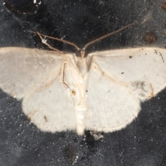 Scopula optivata at Congo, NSW - 11 Jul 2020 10:50 PM