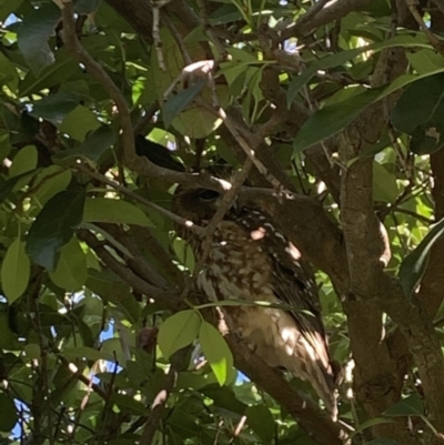 Ninox boobook (Southern Boobook) at Latham, ACT - 16 Jul 2020 by Allilt