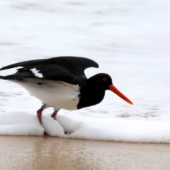 Haematopus longirostris (Australian Pied Oystercatcher) at Bingie, NSW - 11 Jul 2020 by jb2602