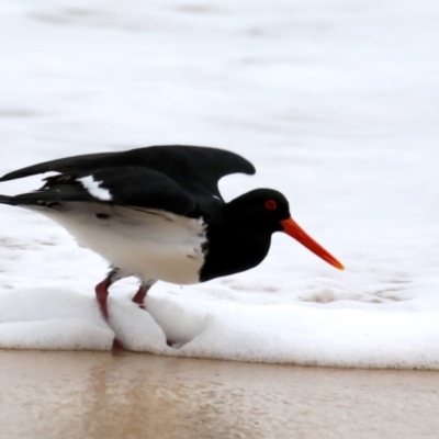 Haematopus longirostris (Australian Pied Oystercatcher) at Eurobodalla National Park - 11 Jul 2020 by jb2602