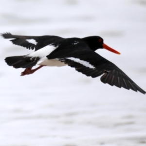 Haematopus longirostris at Bingie, NSW - 11 Jul 2020