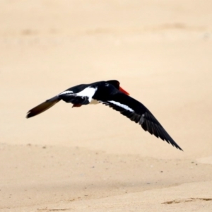 Haematopus longirostris at Bingie, NSW - 11 Jul 2020