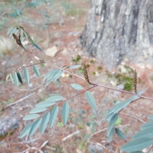 Indigofera australis subsp. australis at Isaacs, ACT - 16 Jul 2020
