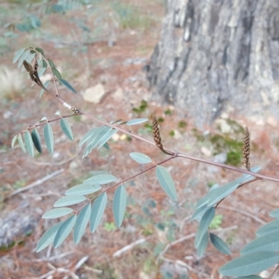 Indigofera australis subsp. australis (Australian Indigo) at Isaacs, ACT - 15 Jul 2020 by Mike