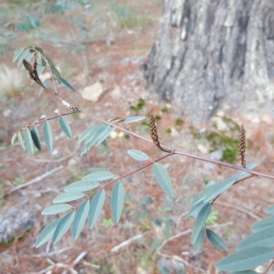 Indigofera australis subsp. australis (Australian Indigo) at Isaacs, ACT - 16 Jul 2020 by Mike