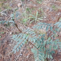 Indigofera australis subsp. australis at Isaacs, ACT - 16 Jul 2020