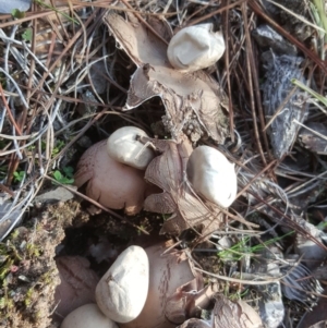 Geastrum sp. at Isaacs, ACT - 16 Jul 2020