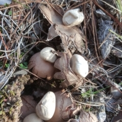 Geastrum sp. (Geastrum sp.) at Isaacs, ACT - 15 Jul 2020 by Mike