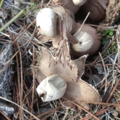 Geastrum sp. at Isaacs, ACT - 16 Jul 2020