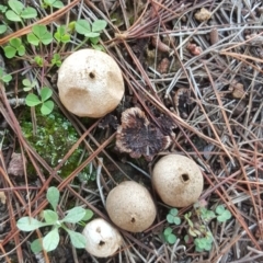 Bovista (A puffball) at Isaacs Ridge and Nearby - 15 Jul 2020 by Mike