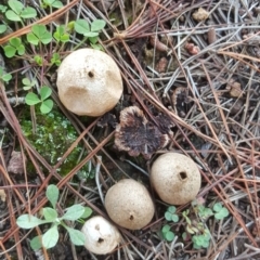Bovista (A puffball) at Isaacs, ACT - 16 Jul 2020 by Mike