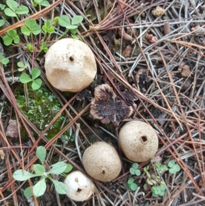 Bovista (A puffball) at Isaacs, ACT - 15 Jul 2020 by Mike