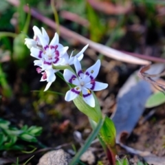 Wurmbea dioica subsp. dioica (Early Nancy) at Goorooyarroo NR (ACT) - 16 Jul 2020 by Kurt