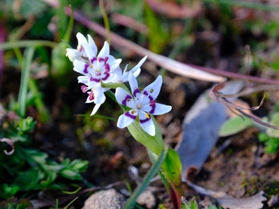 Wurmbea dioica subsp. dioica (Early Nancy) at Amaroo, ACT - 16 Jul 2020 by Kurt