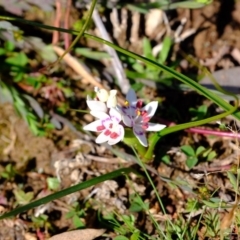 Wurmbea dioica subsp. dioica at Amaroo, ACT - 16 Jul 2020