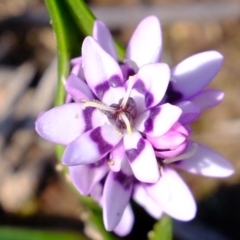 Wurmbea dioica subsp. dioica at Amaroo, ACT - 16 Jul 2020 12:48 PM