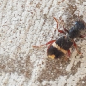 Lemidia accincta at Hackett, ACT - 16 Jul 2020